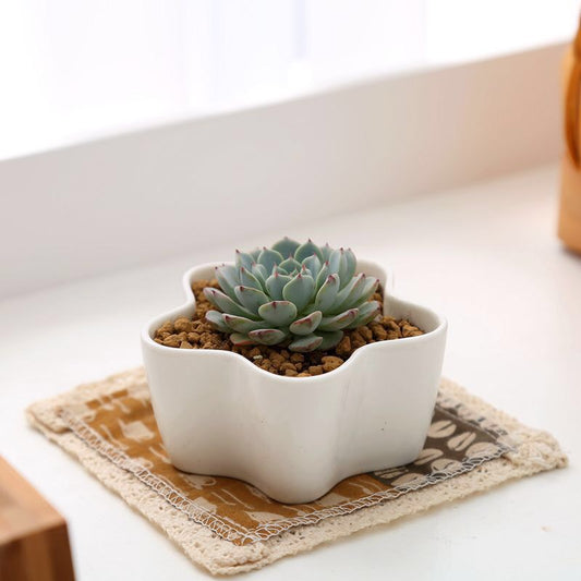 Star Mini White Flower Pot - Starborn Seed